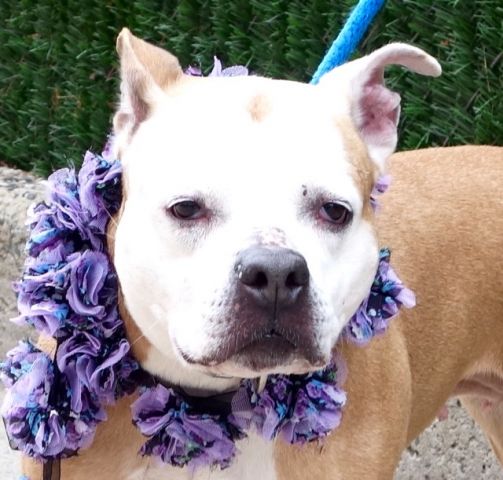 gaviota330's tweet photo. JUSTICE
https://t.co/1Kxxc7d3WE
KILL LIST
LOYAL LADY
LOVED 1,2,3,4 Y OLD FAM KIDS
WELL BEHAVED
HELPDOGS@URGENTPODR.ORG https://t.co/JU7re3PmQz