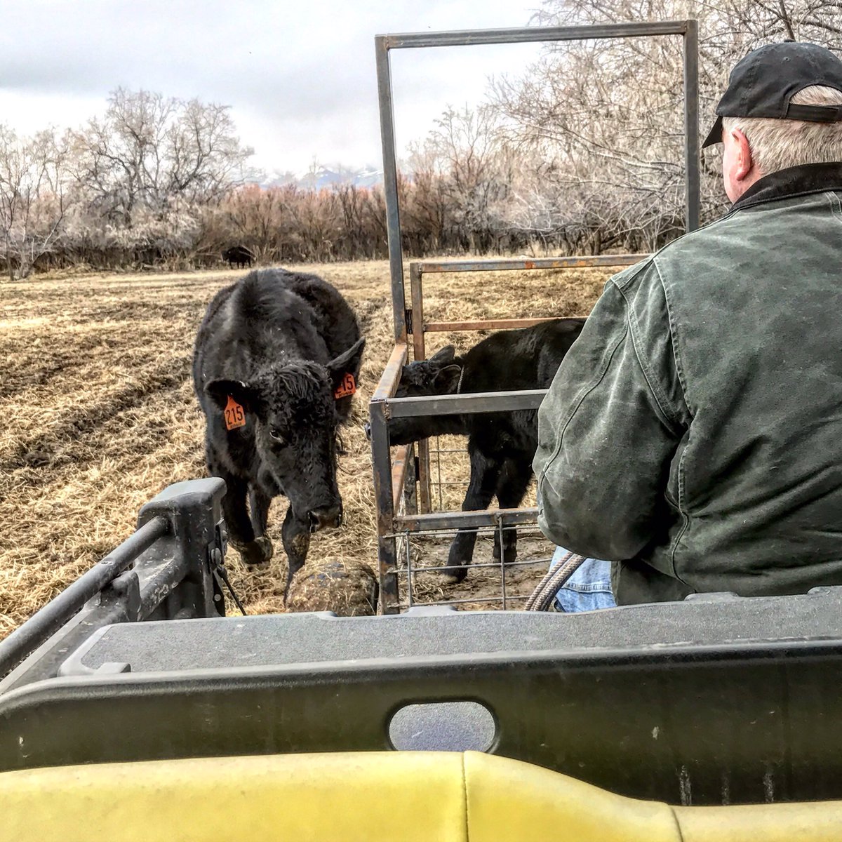 bushmancattle's tweet photo. "Another day, another dollar!" #bushmancattle #tagging #movingfields https://t.co/xARmhceyAi