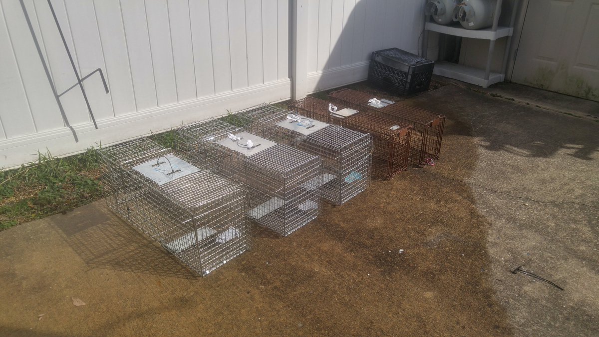 FeralAngels's tweet photo. Traps cleaned and drying now. Getting ready for this week's trapping job.  Still need $$$.  Pawlease donate. Thank mew! #TNR #FERALCATS https://t.co/eb5Ibz5csI