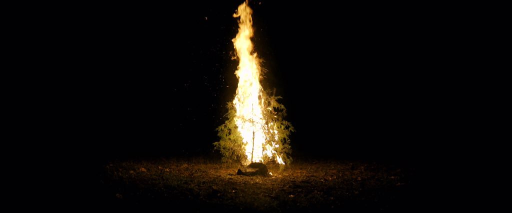 TDIMband's tweet photo. Our music video for "Evergreen" drops at 2 PM EST tomorrow 🌲 https://t.co/GZzC3oPmWU