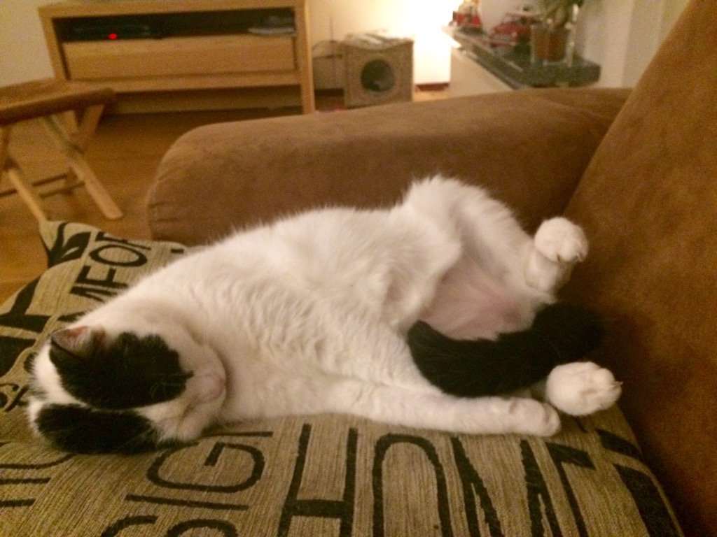 hartentwee's tweet photo. Mickey heeft het maar zwaar. Ik doe voorlopig nog even met haar mee. hopelijk weer snel aan het werk. 😃#luiweekend https://t.co/3mzp3NJSby