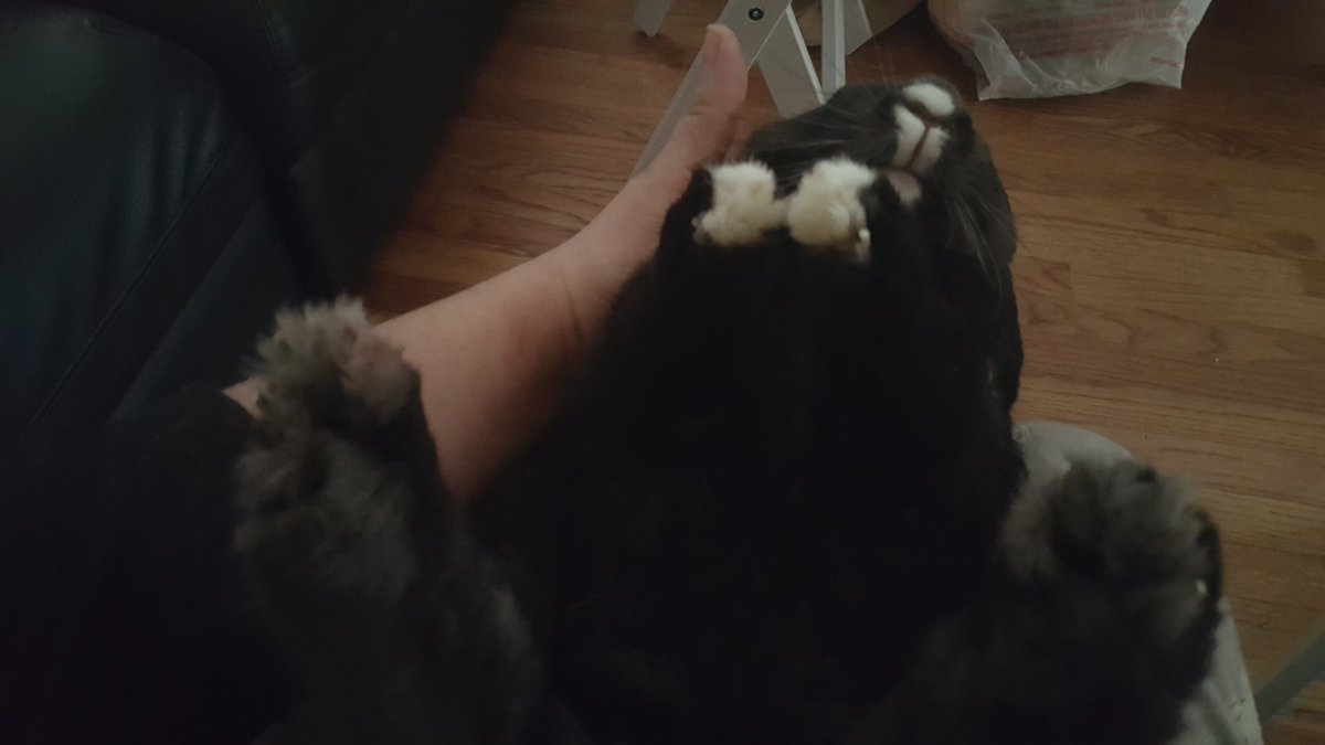 denverhousebuns's tweet photo. Pedicure time put your paws up #houserabbit #rabbit #bunnycoma #bunnylove #saturday https://t.co/1dmWFMoEX2