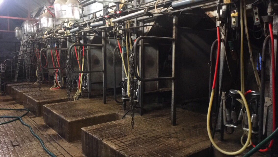 scarlamoon's tweet photo. First time milking in a step up abreast #oldschool #aceexperience #whoooooo? https://t.co/6H2Hr4vH7X