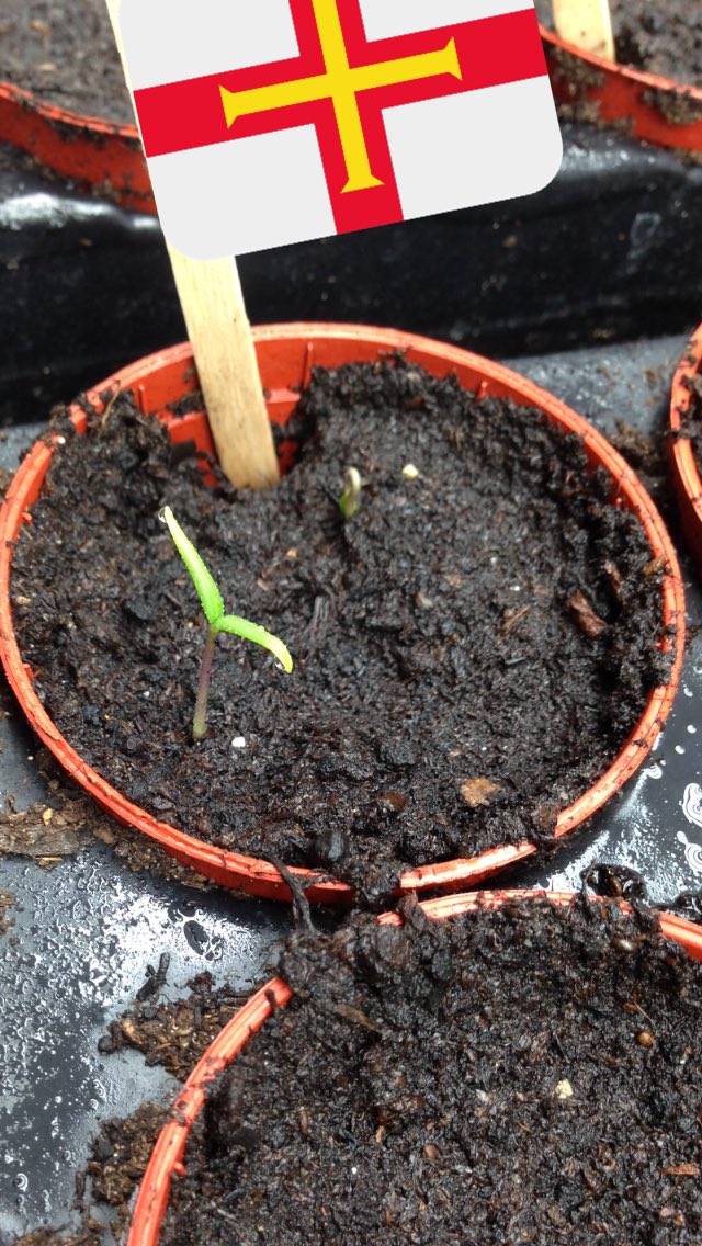 First one out the ground 🌱🌶🔥🇬🇬