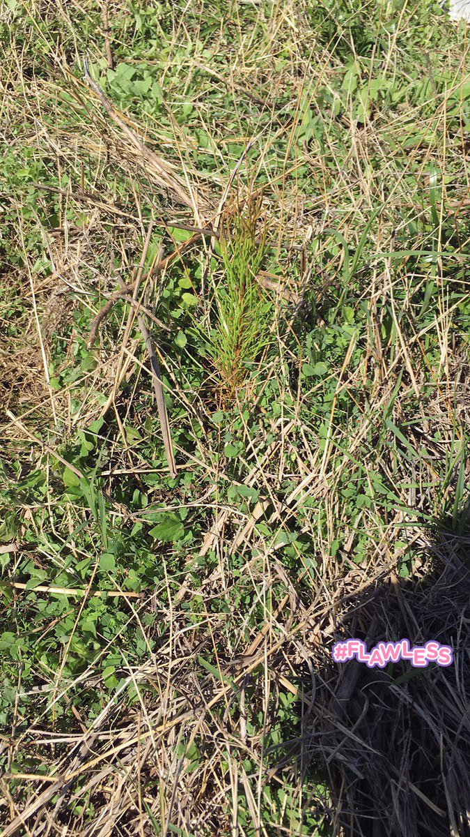 HarliePhares97's tweet photo. Fun day of planting trees and getting sunburned 💖👍🏼🌱 #LostPinesAggieReplant https://t.co/NSCcG6OB1t