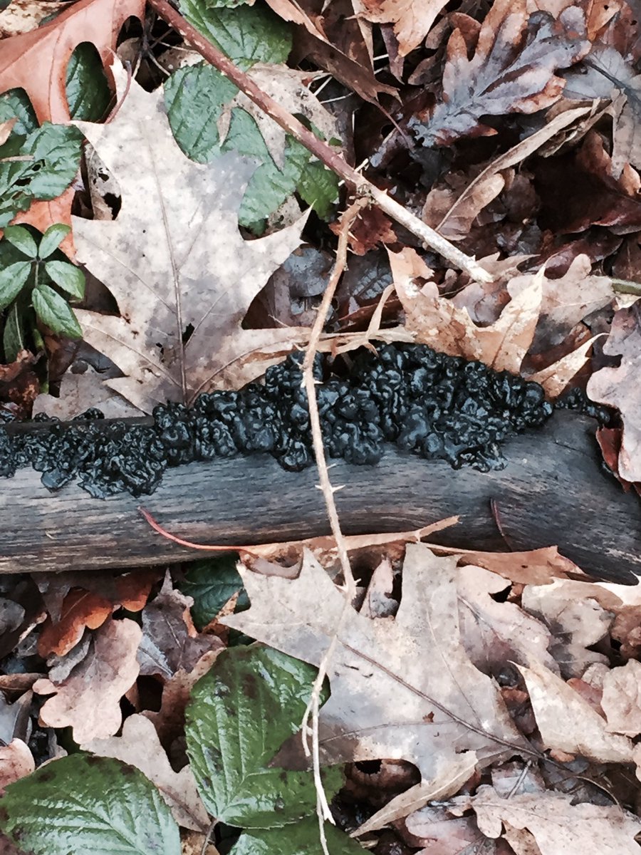 Hello <a href="/johnmushroom/">John Wright</a> - any idea what this is called? Seen in Barnes SW London. Thank you.