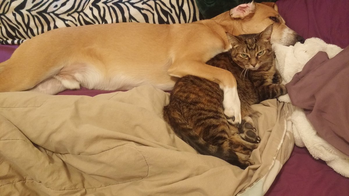 NicoleTeno's tweet photo. She loves to cuddle with the boys 💗 @rhiridley https://t.co/ftLcaABpSK