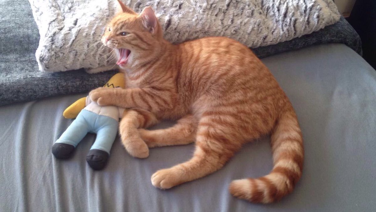 sadxstatue's tweet photo. Il me semblait important de partager ces photos de mon chat s'apprêtant à faire une sieste avec son doudou favori. https://t.co/fBOhoEqW7E