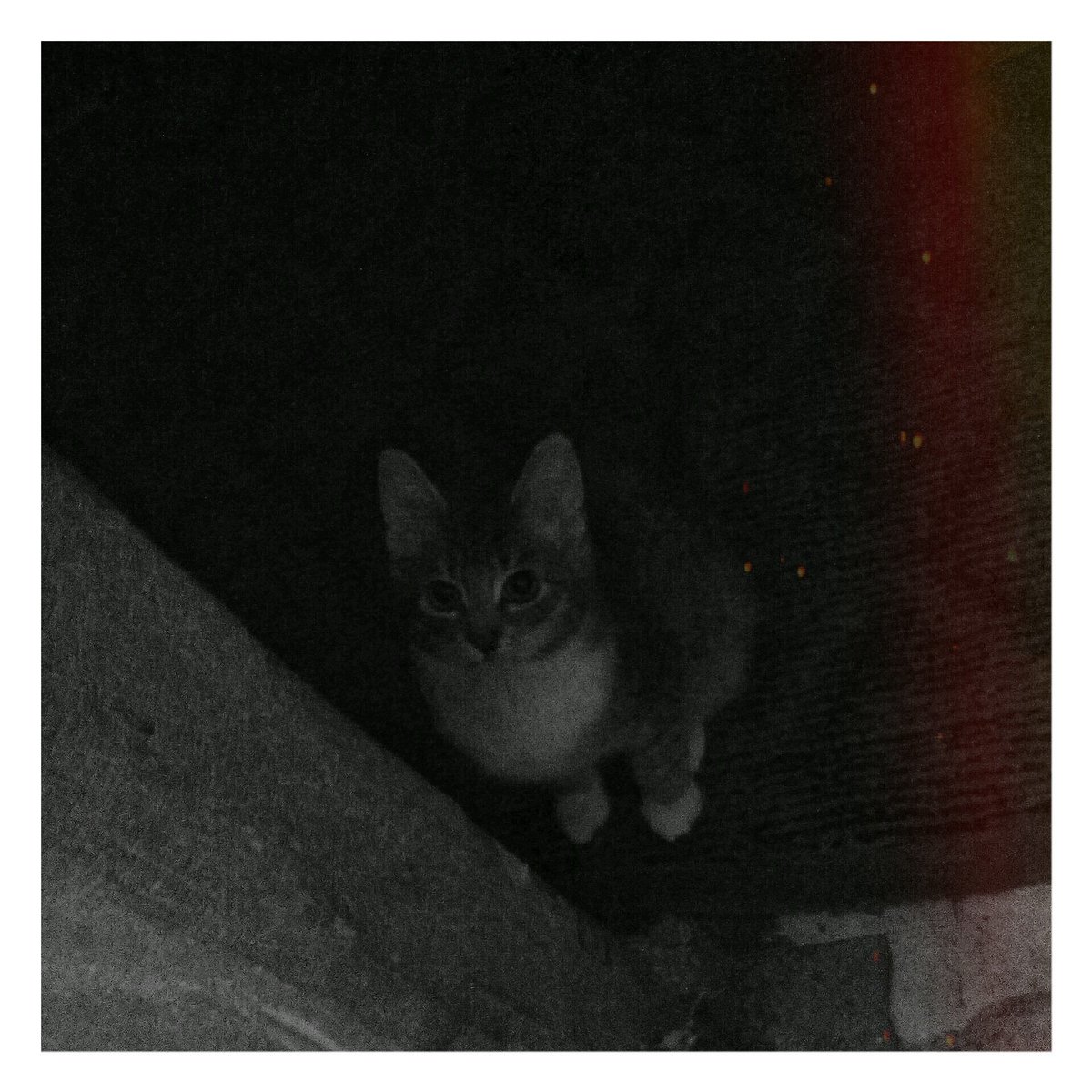 viks_k's tweet photo. 😺прелесть https://t.co/FZPa85BOq7