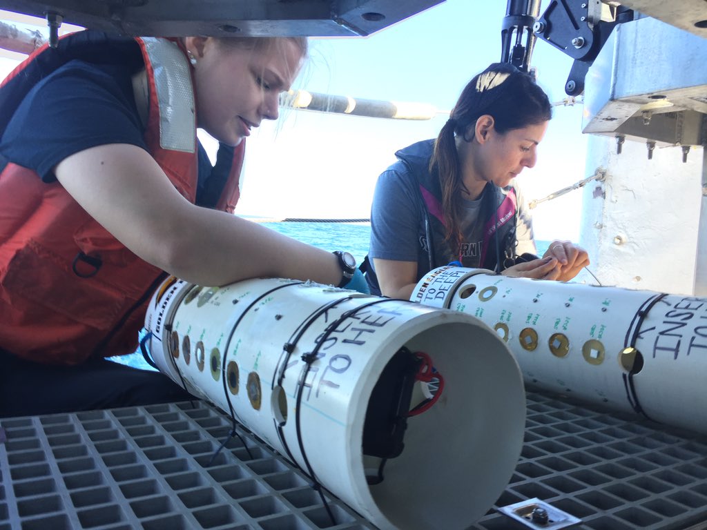 FIO_MontyGraham's tweet photo. @hamdanlab prepping for today's dive. Studying microbiology and oil spill impact on corrosion. #SMTTDeep #SMTTT @SouthernMiss --mg https://t.co/su13pLN98H