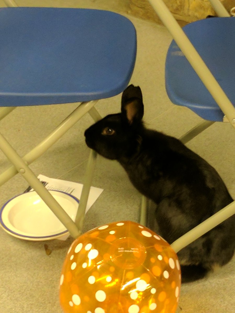 AlexEGDYC's tweet photo. @hpkentish @TimothyKidd what does POR say about rabbits on the LYC weekend? https://t.co/1j7CTOGsYy