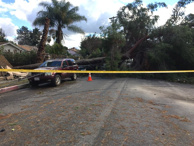 Storm wake. Huge tree down at Oakdalee and Lannark in Winnetka.