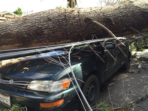 Tree crushed a Toyota