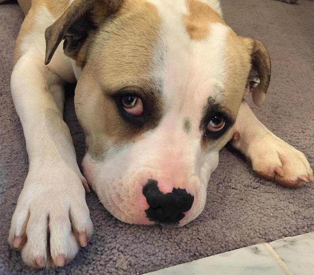 MORTY is coming on the market soon! Now fixed and healthy and the biggest Love Bug cuddler smush face you’ll ever m…