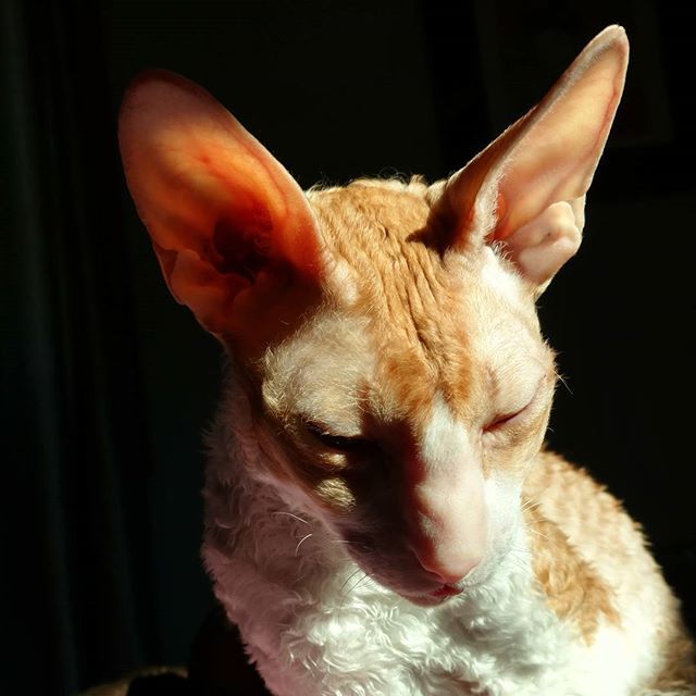 cornishrexcatz's tweet photo. Happy Caturday! #catsofmadison #catsofinstagram #cats #cornishrex #caturday #cornishrexofinstagram #kitties #cornis… https://t.co/ooONsHak2g