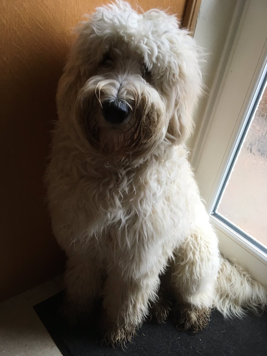 GeorgeTheDoodle's tweet photo. I only asked for a little bit off the top! https://t.co/Tay2YjnGm1