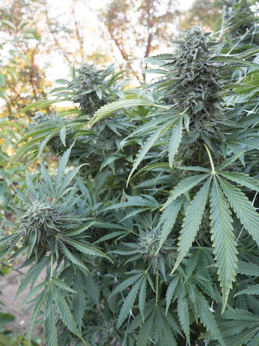 Feature: Double OG Sour. Lineage: OG Kush X (OG Kush x Sour Diesel) (IX3). Piney lemon / funky fuel taste &amp; tested at over 25%. #sour #og