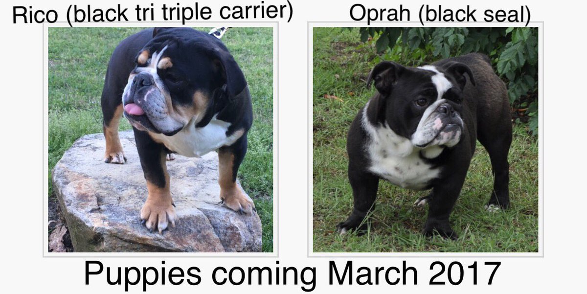 Queen City Bulldogs (Q_C_Bulldogs) Twitter