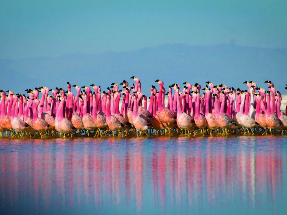 3ative's tweet photo. TV Review: ‘Planet Earth II’ https://t.co/YFHH9Ty99n #TV #Reviews #Bbc_America https://t.co/ONquVibRta