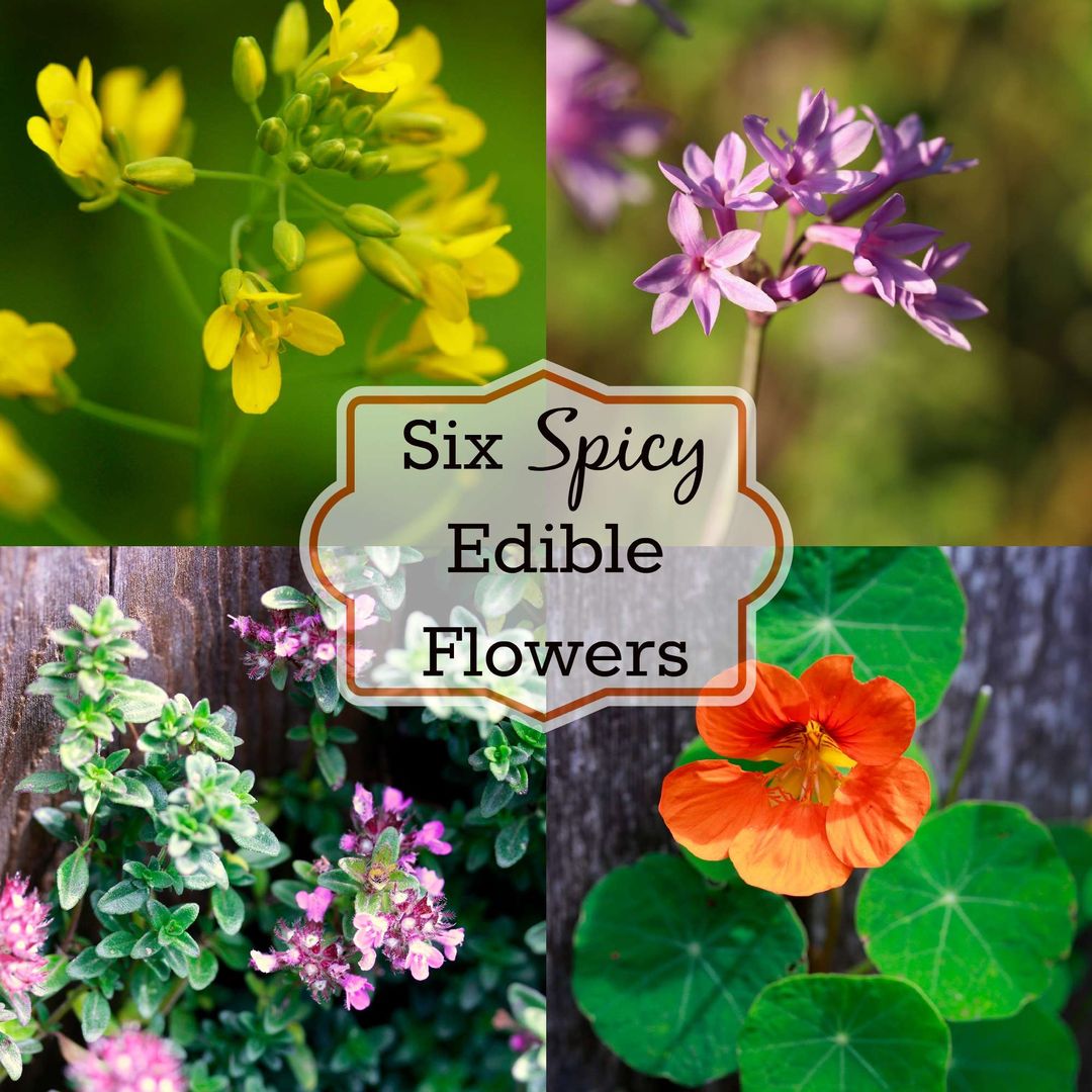learningherbs's tweet photo. Decorate Your Food - Six Spicy Edible Flowers https://t.co/7vGzjWIM2K via @Kami_McBride https://t.co/k7fPQerWEl