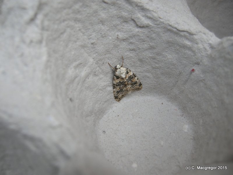 Macgregor_Cal's tweet photo. I'll end with Nyctobrya muralis ("Painted Night-moss"?). Don't have photo, imagine green version of this related species #NameOff #teammoth https://t.co/v7N1xgmNKz