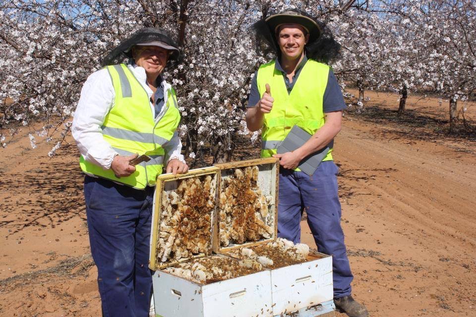 Sea_Sean61's tweet photo. Riverina's biggest commercial pollinator says  cotton sprays threat to his bees @abclandline Sunday ABC tv @abcnews https://t.co/Z59sxBNyOg
