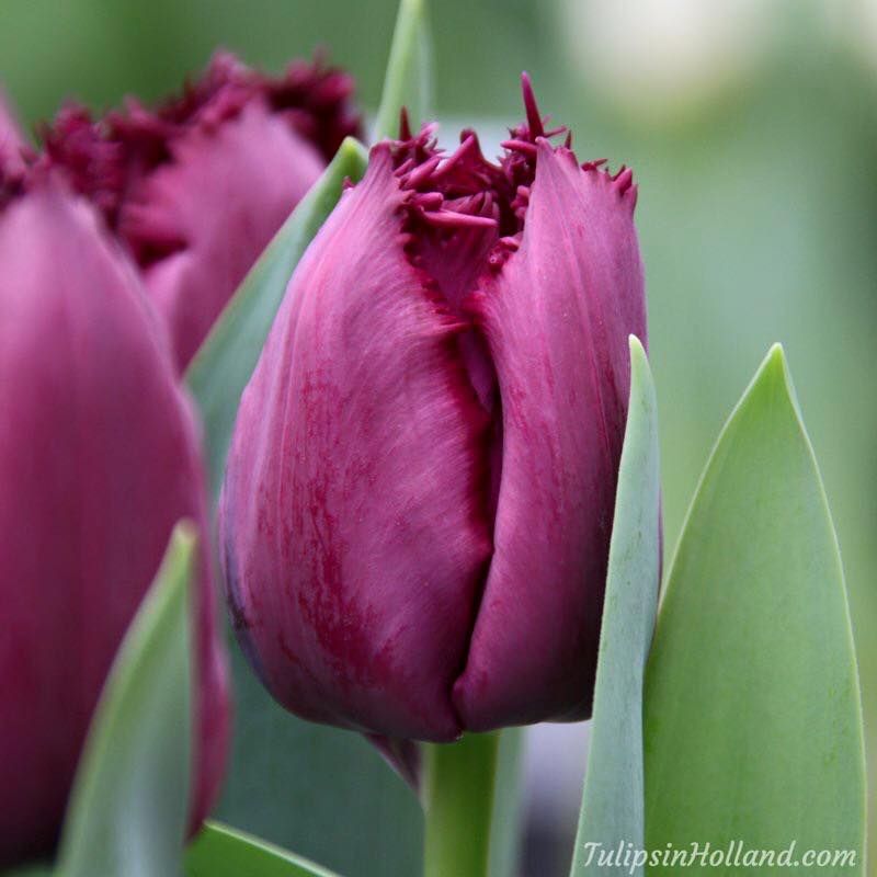 Tulips in Holland tweet media