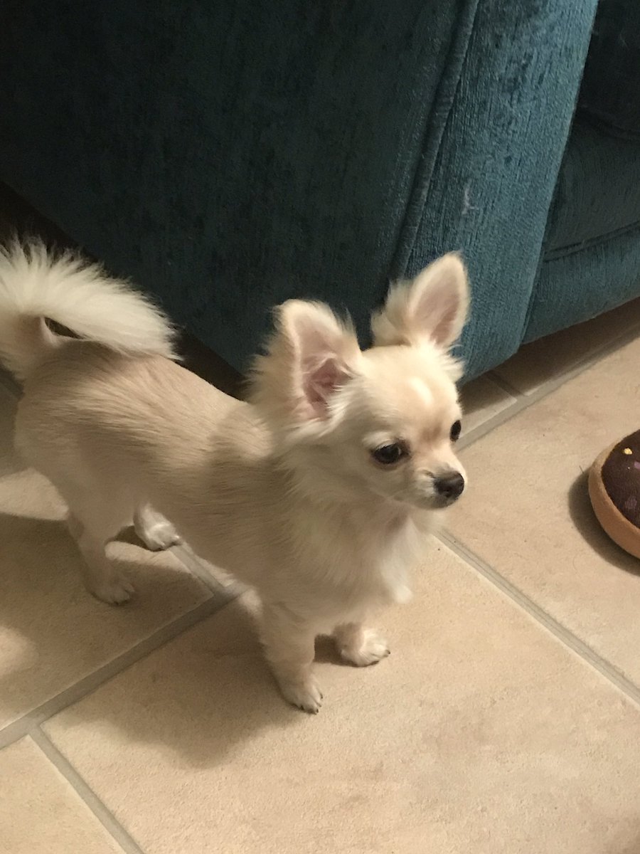 guidedogbasil's tweet photo. Little Maggie 😍😍💓💓💓 https://t.co/yPTypAXq7l