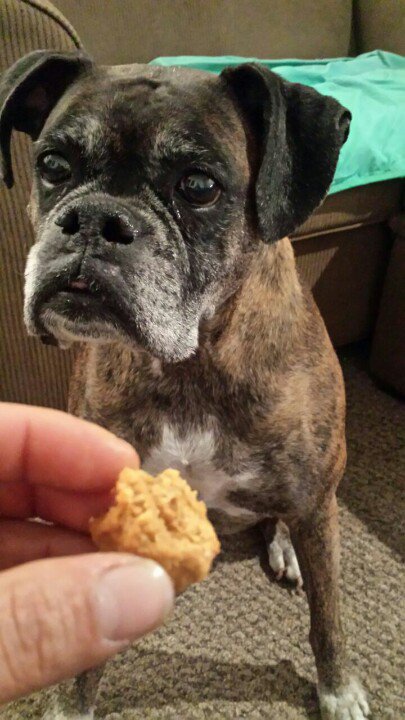 HDRayRay's tweet photo. To an amazing dog &amp; friend 
R.I.P Dirty girl  2/16/2017
Thank you God for the blessing! https://t.co/Ji1HZTwhS8