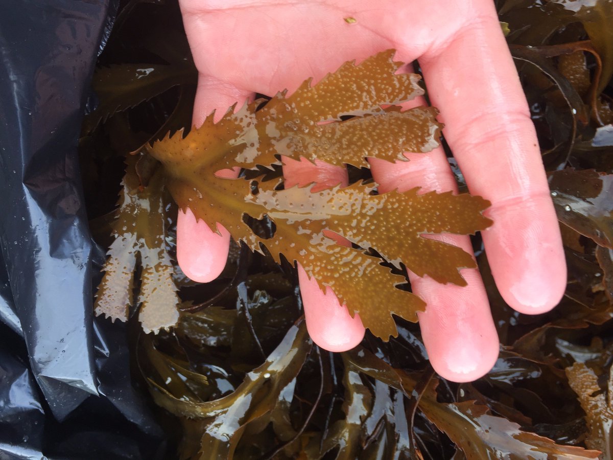 Phycophile's tweet photo. .@DFO_MAR is F. serratus still considered an invasive species in NS even though it was first noted in 1868? https://t.co/pmIdu9otmx