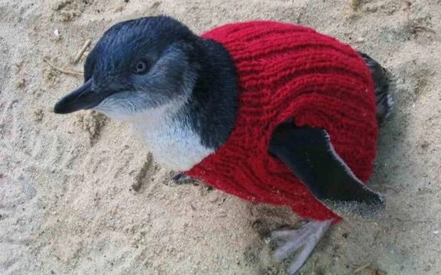 Beth_Zoo9's tweet photo. @Hannah_McF Hope you are feeling better, but just incase here's a tiny penguin in a sweater x https://t.co/c3ClKrSOPM