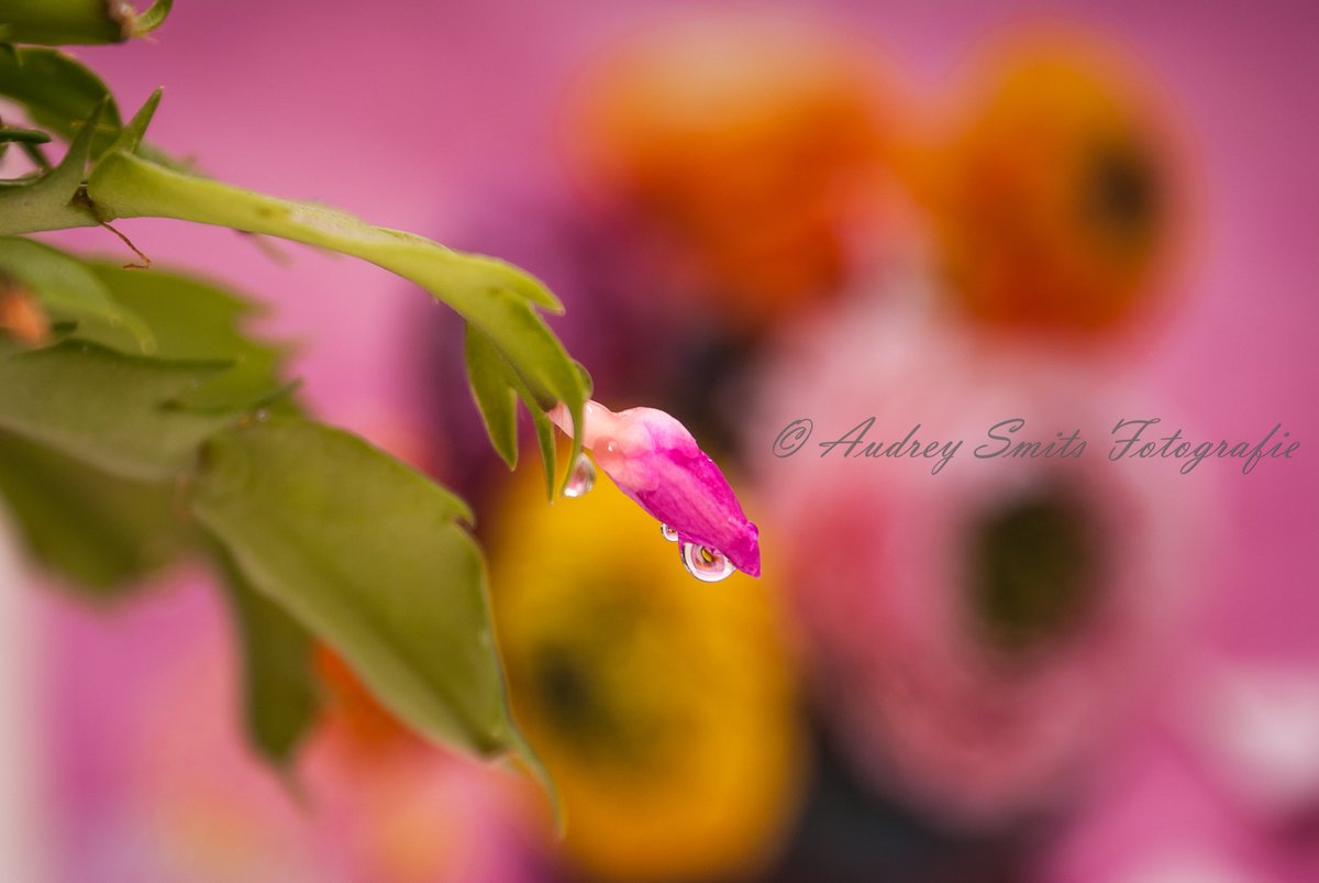 ImageIsFantasy's tweet image. #ImageIsFantasy
What do you see?
#Imagen #druppel #bloem