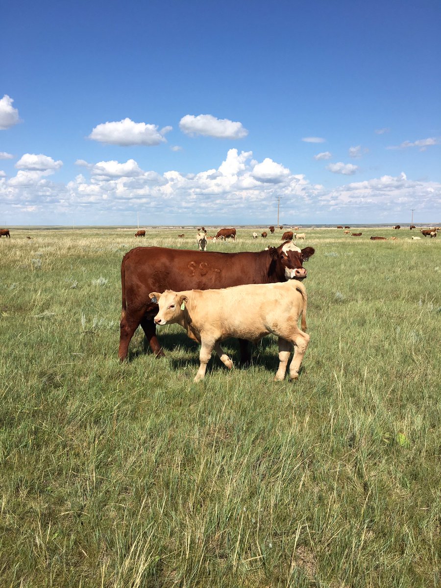My family is proud to help feed the world with high quality #CdnBeef #cdnagday #agmorethanever