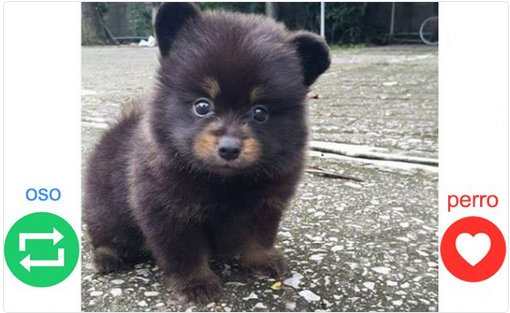 elsolde_tampico's tweet photo. #LoÚltimo ¿Es un🐻Oso o un perro🐶? La nueva polémica que divide las redes sociales
#DogOrBear
➡ https://t.co/q2nGn4Sfuu
#Tampico #tamaulipas https://t.co/8jDNREC9Hc
