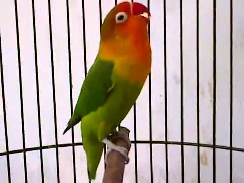 Berpetualang yang jauh agar tau nikmatnya kondangan jauh jauh ☺