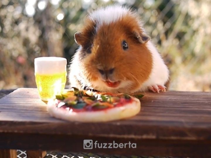Fuzzberta's tweet photo. Piggy pizza pawty! 🍺🍕
-
#Stickerthursday GIVEAWAY:
To enter: 
1. Comment with your best jo… https://t.co/d6YbUfJwhJ https://t.co/eFflL5MVs6