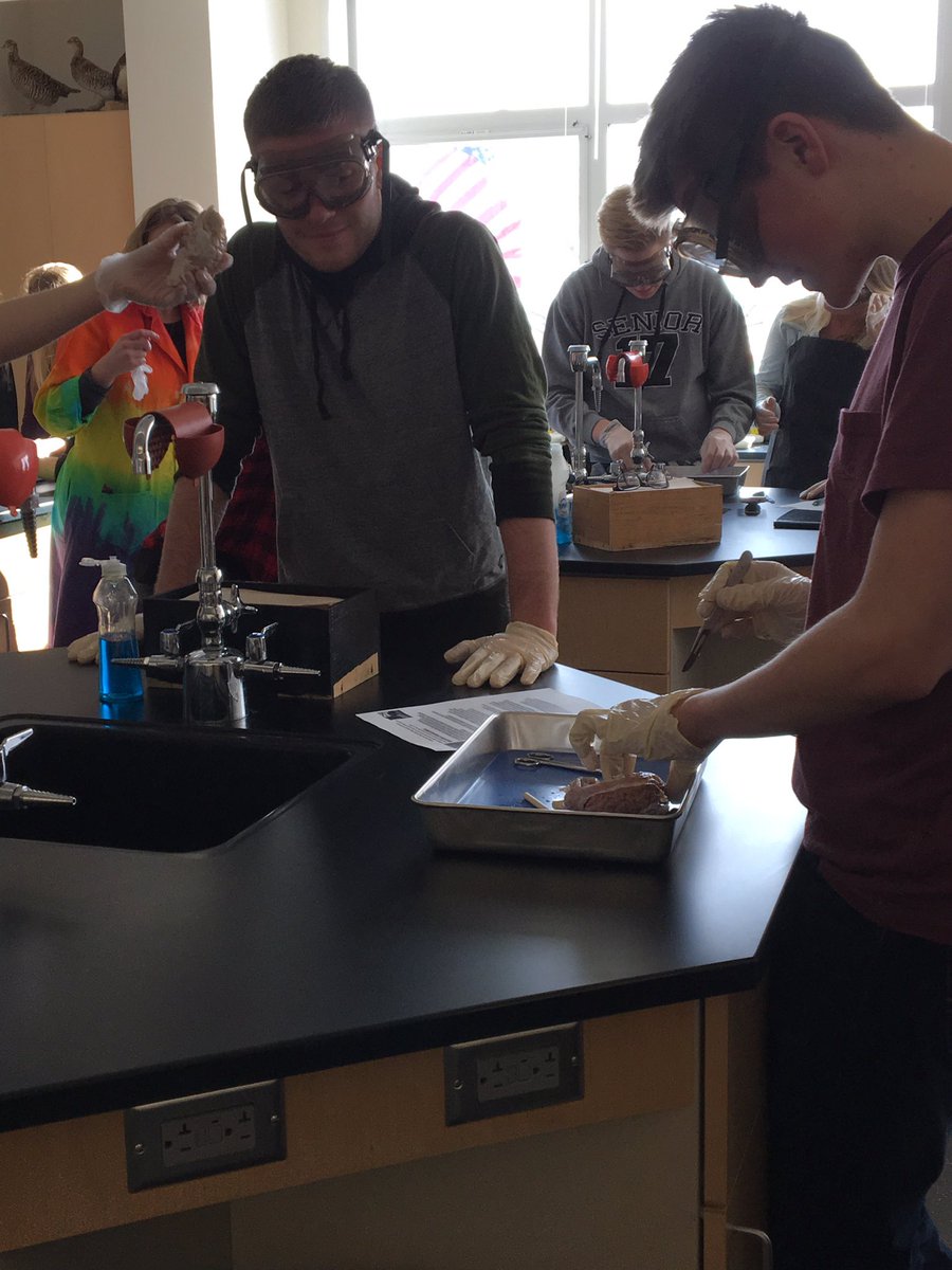 KellyH5581's tweet photo. @AAHSeveryday 1st ever Sheep Brain dissection lab (4a) in college gen psych!! 1 of 2 #smellybutimpressive #psychrocks #nofainting https://t.co/VS5PThFZOy