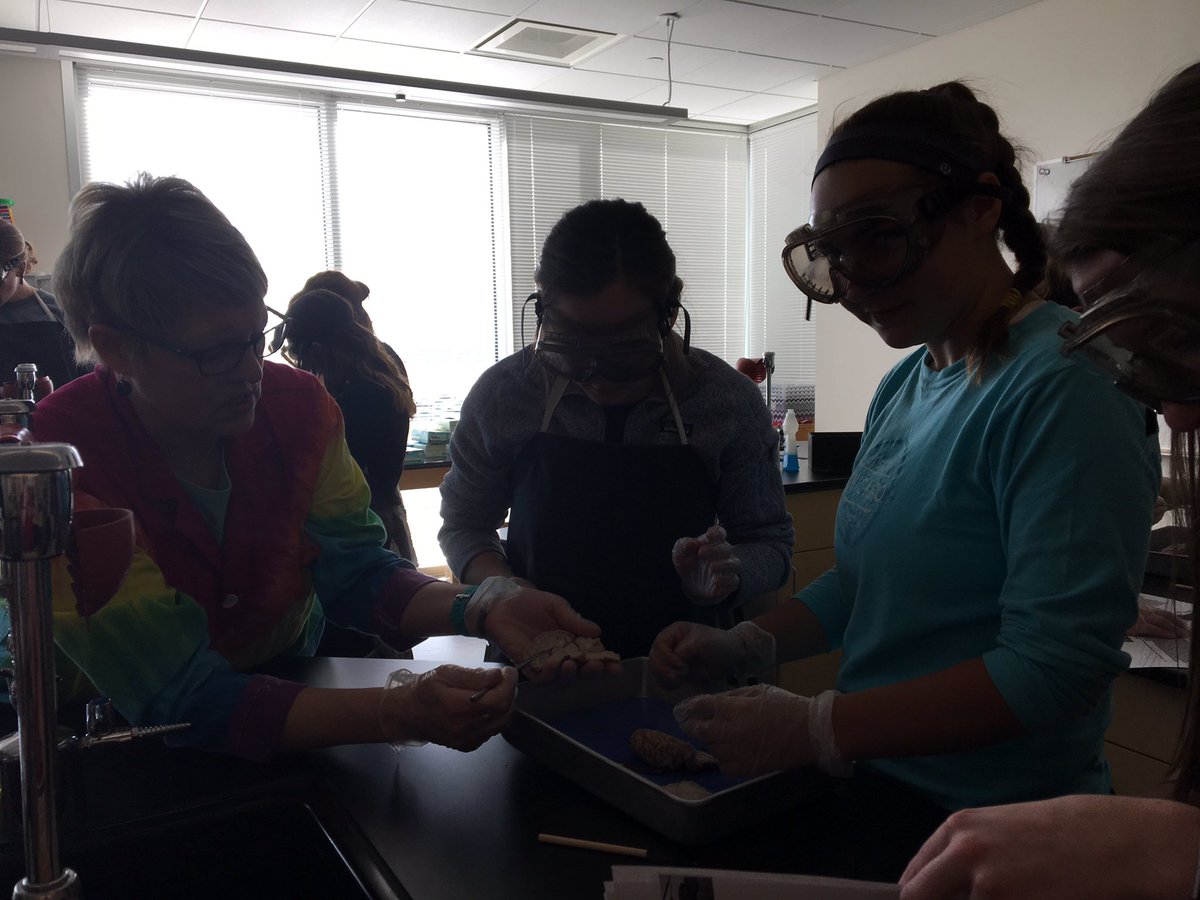 KellyH5581's tweet photo. @AAHSeveryday 1st ever Sheep Brain dissection lab (4a) in college gen psych!! 1 of 2 #smellybutimpressive #psychrocks #nofainting https://t.co/VS5PThFZOy