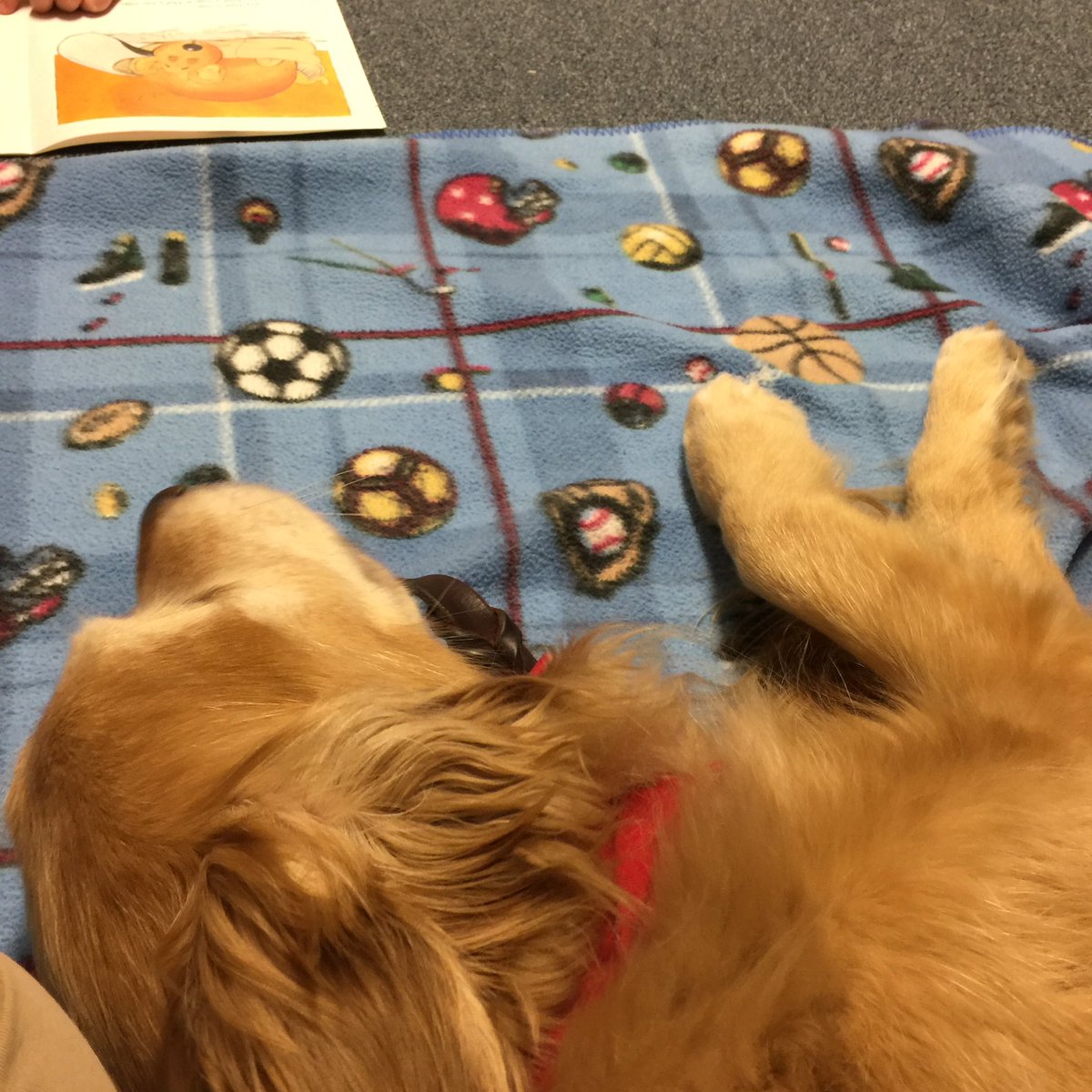 MSBGoldens's tweet photo. Brody loved listening to the stories today at Johnnycake. #readingdogsrock #therapydog https://t.co/u0Ci8AJdty