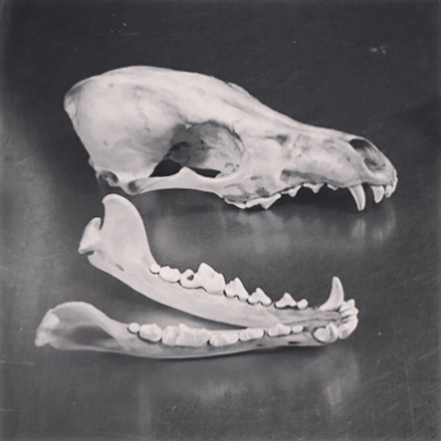 questionofhist's tweet photo. Skulls and natural history specimens were first displayed in early museums during the 19th century. Come see this skull and others in March! https://t.co/RbPemM0Sz4