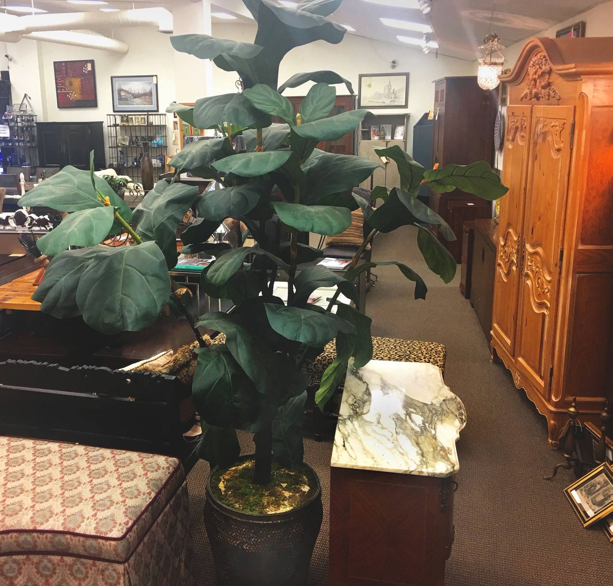 ChicSimpleShop's tweet photo. Large leaf artificial plant just $29 #resaleboutique #furniturestore #fauxplants #interiordesign #interiordesigner https://t.co/JhtCaQ15ie