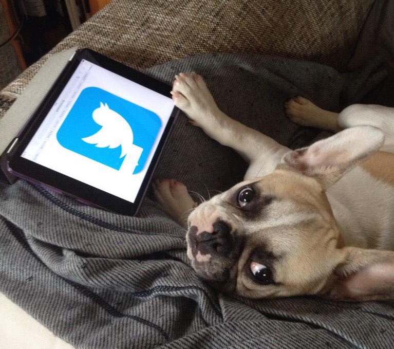 GaspardFrenchie's tweet photo. See? I'm a tech-savvy frenchie! You can also follow me on Instagram @ GaspardLeFrenchie. https://t.co/SK2dh7AHkP
