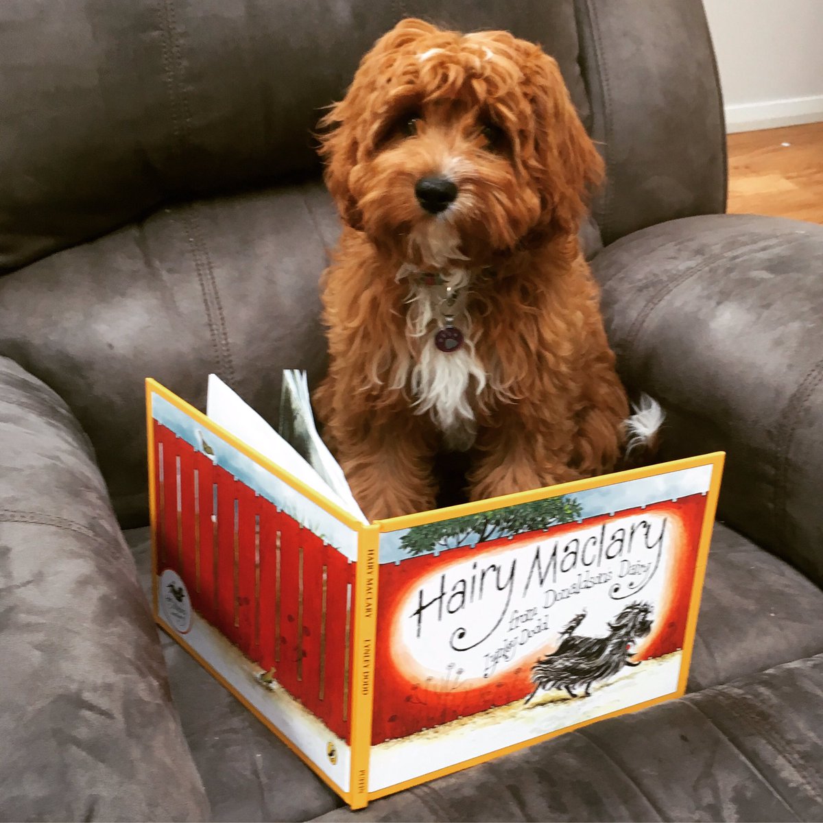 carlytaylor1981's tweet photo. Read to your kids everyday! #reading #cavoodle #cavapoo #cute puppy https://t.co/tW26KdA0mF