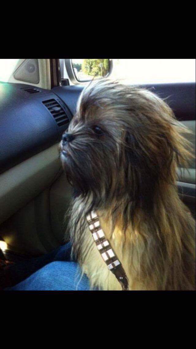 Chewbacca Dog 😂😂