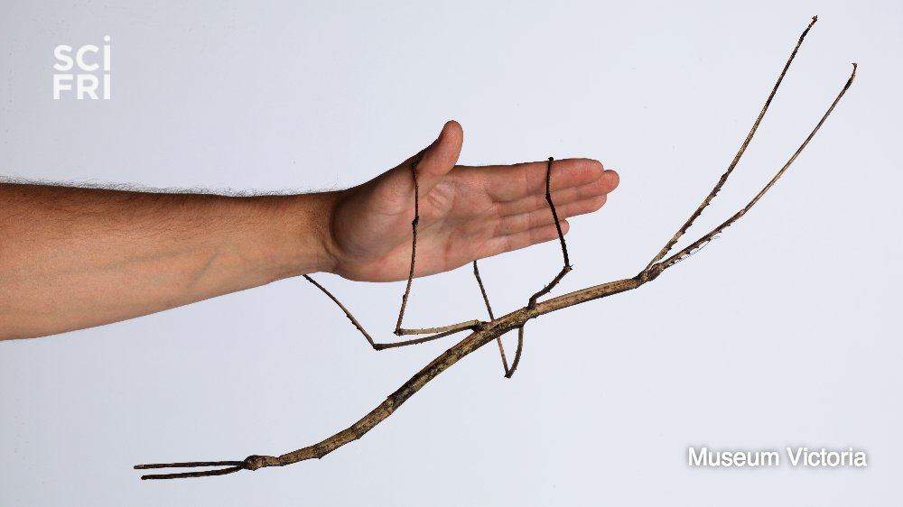 Behold, the gargantuan stick insect! scifri.me/sk