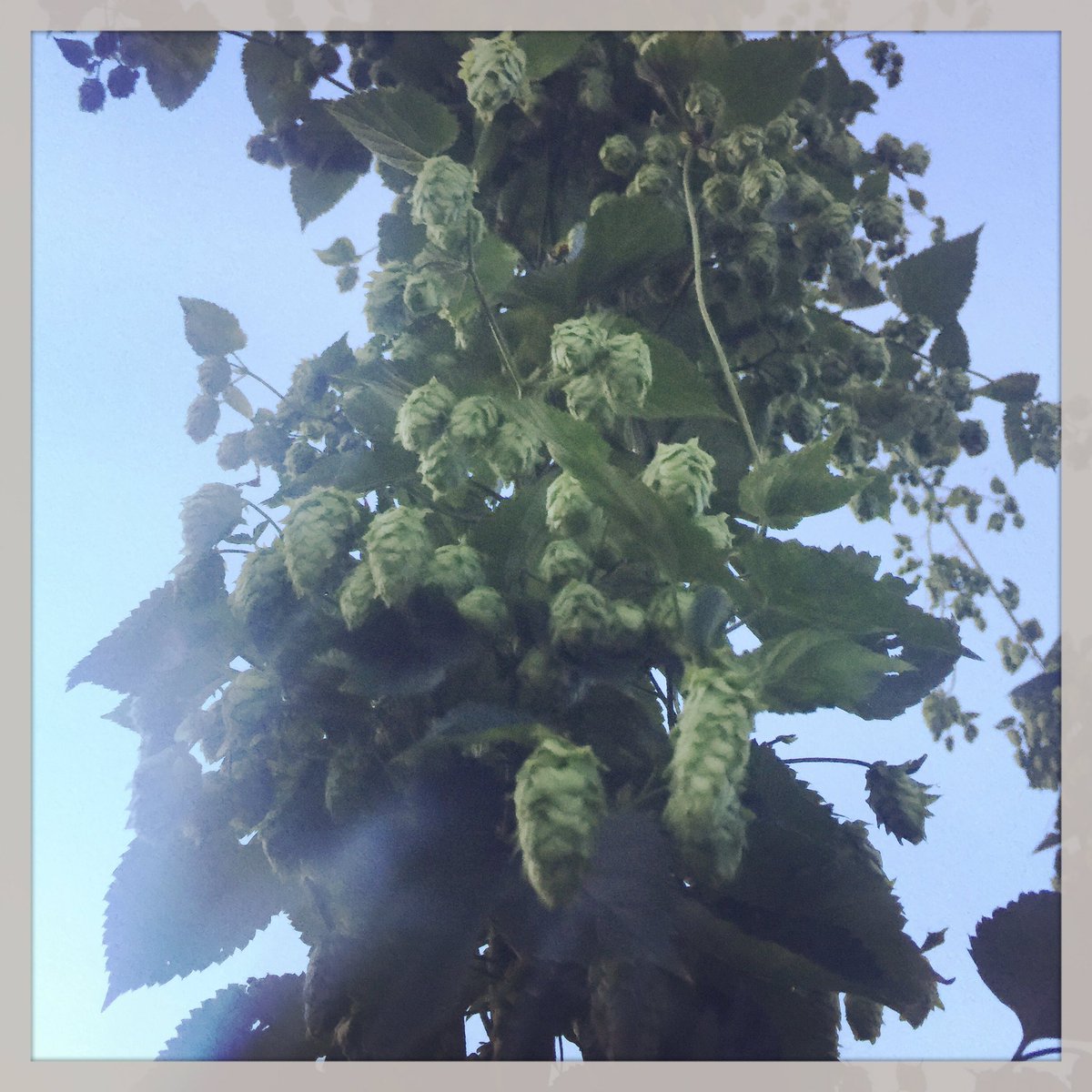 springcreekhops's tweet image. 31 days, five hours and 45 minutes &apos;till spring. Not that we&apos;re counting. #hops #inhops #homebrew #craftbeer #farmlife