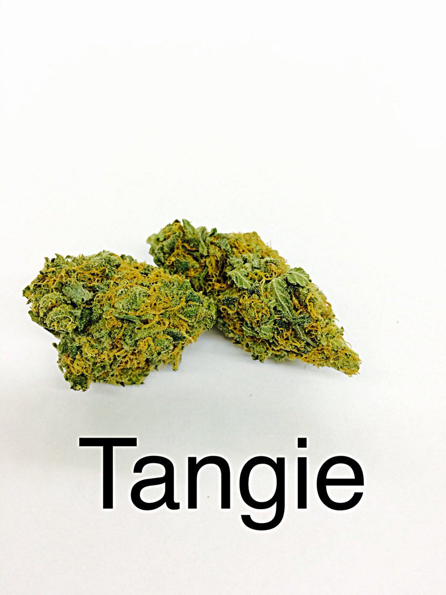 THTChamplain's tweet photo. Tangie https://t.co/TfItM06yEd https://t.co/DqYr4Y4zJu