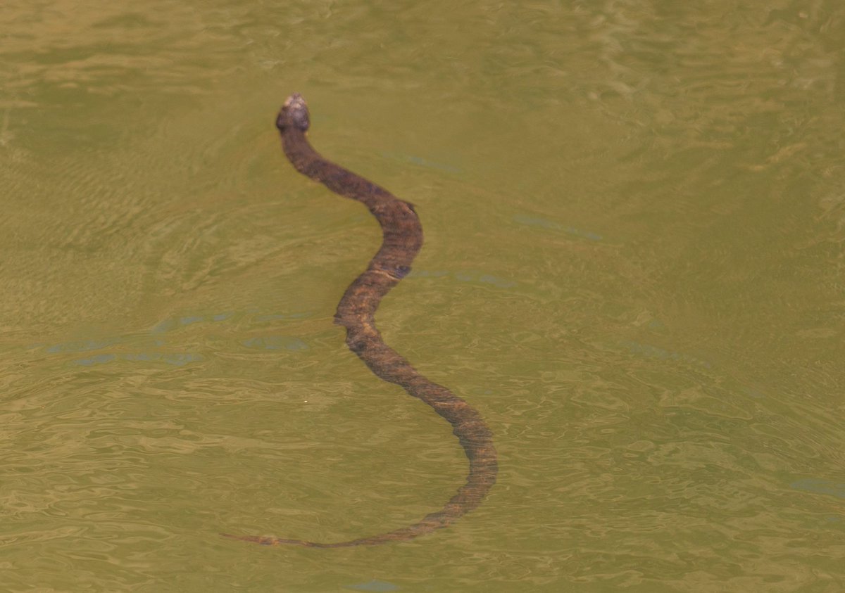 Огромная змея в воде