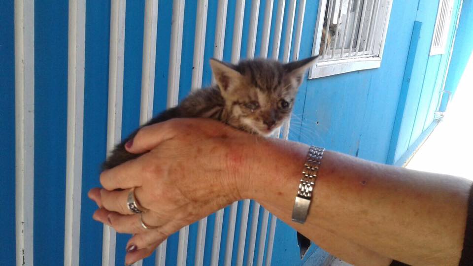 GatoAmigos! Urgen hogares temporales para estos casos. Si puedes sumarte como hogar temporal, escribe a ivette@fundacionadopta.cl