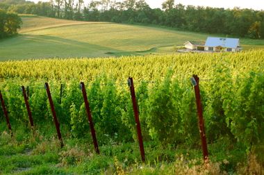 . <a href="/BlackAnkleVines/">Black Ankle Vineyard</a> expands tasting room buff.ly/2l5YJaO #MDwine